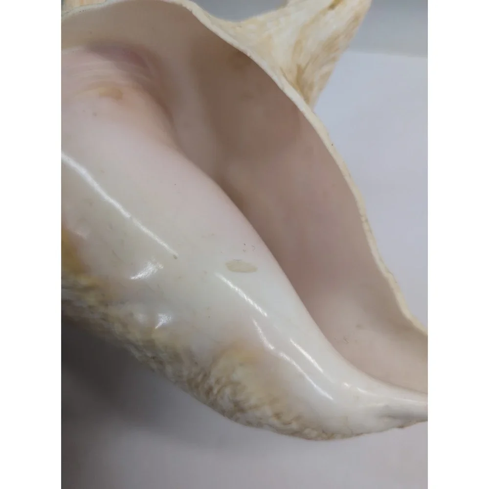 🏖️Large Vintage Pink-Lipped Murex Sea Shell Natural Ocean‎ Beach Coastal Decor